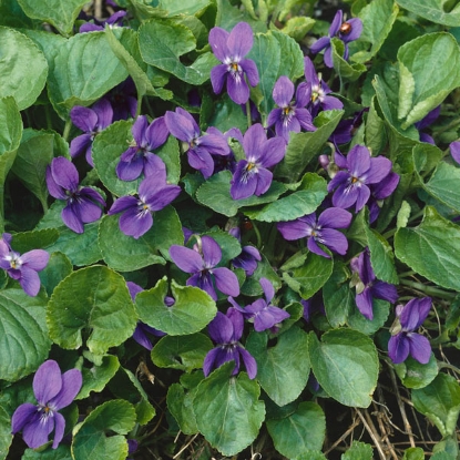 Picture of Viola - Odorata Queen Charlotte